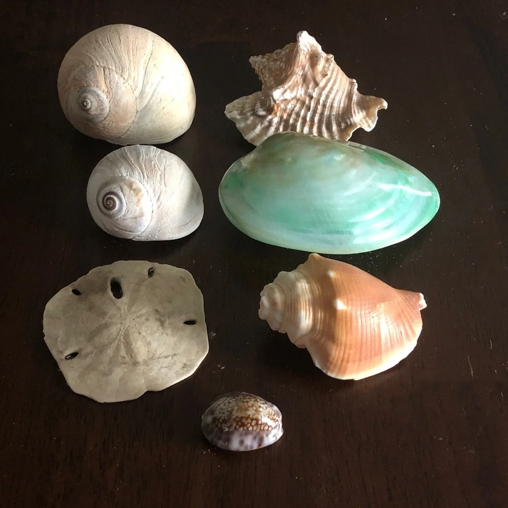 ποΈββοΈ Assorted Seashell Collection - Picture 1 of 15